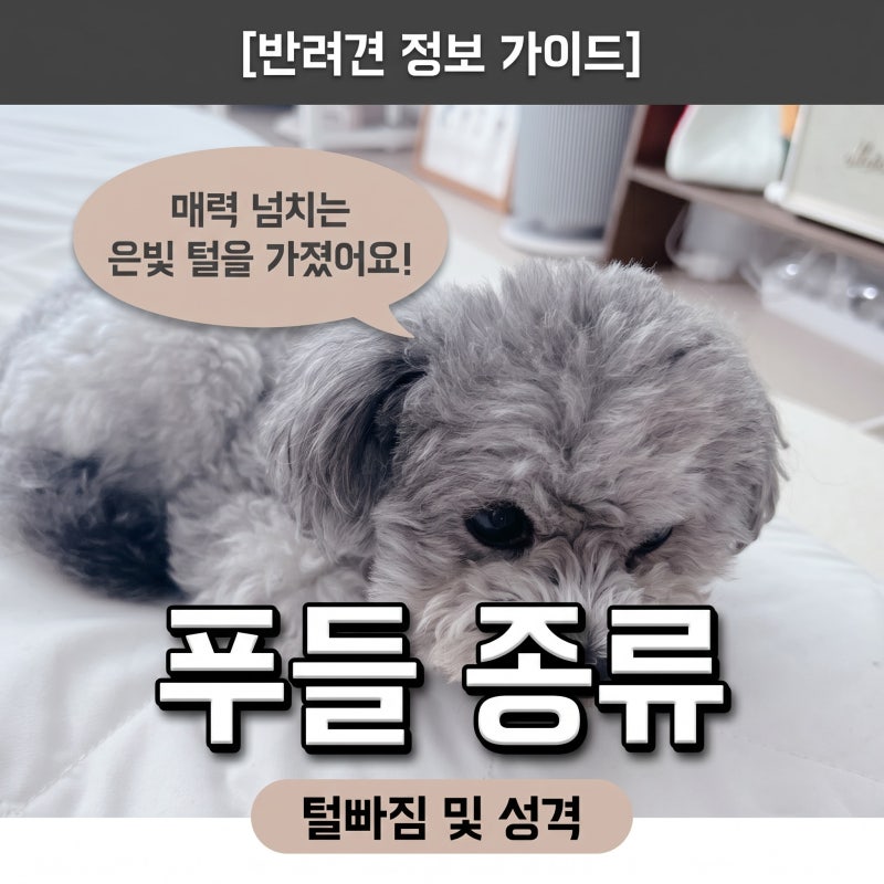 푸들 종류 블랙 푸들 회색 실버 토이푸들 털빠짐 성격 수명