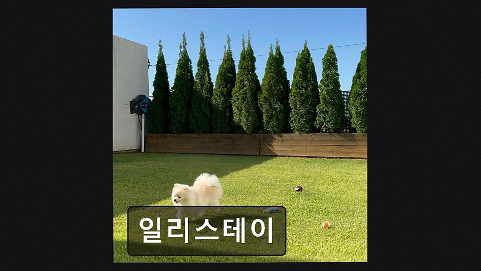 일리스테이 사진 2