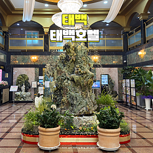 태백 숙소 추천 태백 호텔 사우나 및 조식 후기