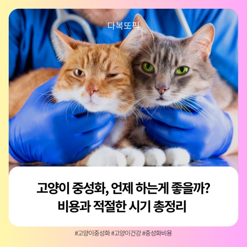 고양이 중성화, 언제 하는게 좋을까? - 적절한 비용과 시기 총정리