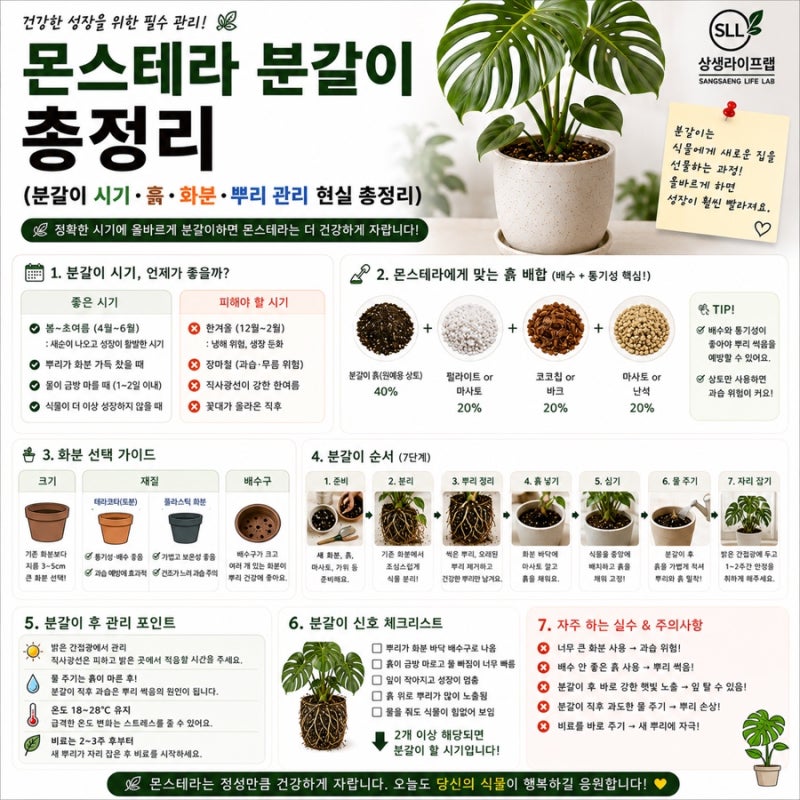 몬스테라 분갈이 총정리(분갈이 시기·흙·화분·뿌리 관리 현실 총정리)
