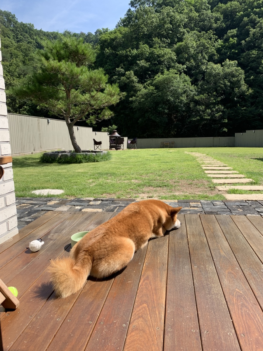스테이댕쥬르 사진 1