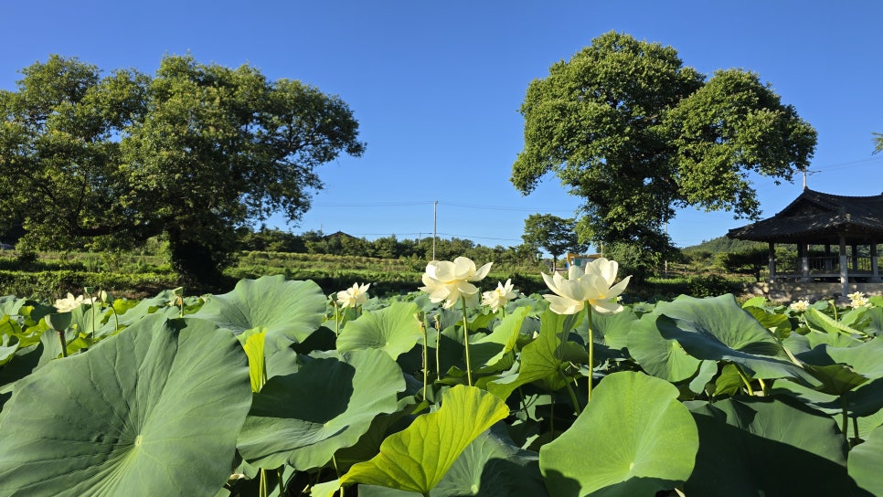 대천제 사진 6