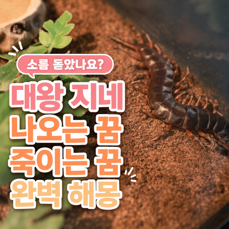 "소름 돋았나요?" 대왕 지네 나오는 꿈 죽이는 꿈 완벽 해몽