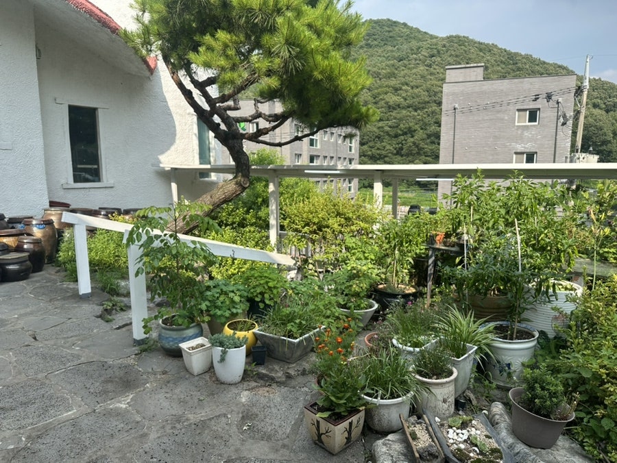 버섯집초리골 사진 4