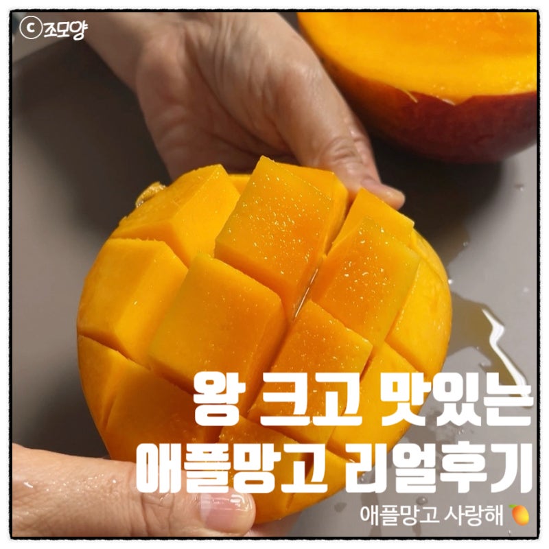 프레쉬픽 딜리셔스 마켓 제주산 애플망고 후기 자르는법 보관법까지