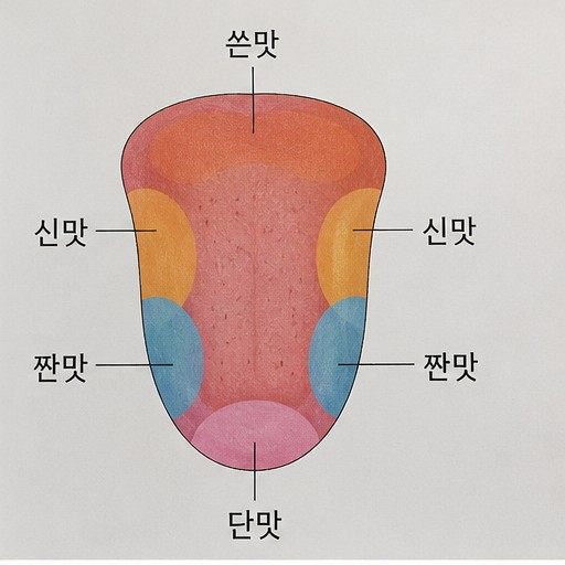 학교에서 배운 혀 맛지도, 사실은 틀렸습니다