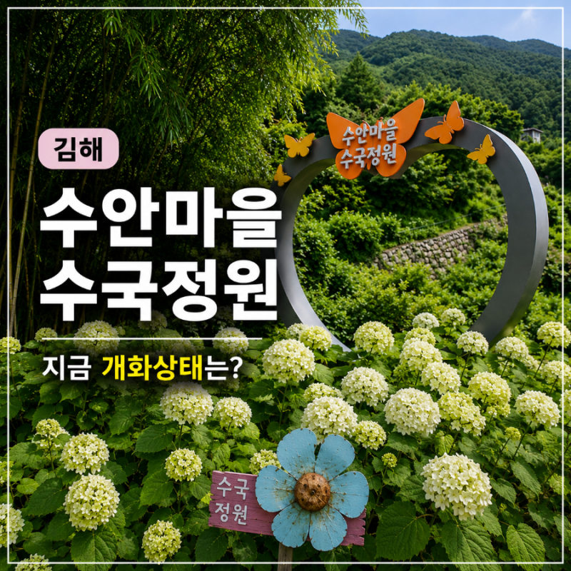 김해 수안마을 수국축제 개화상태, 지금 가보니 이 정도였습니다