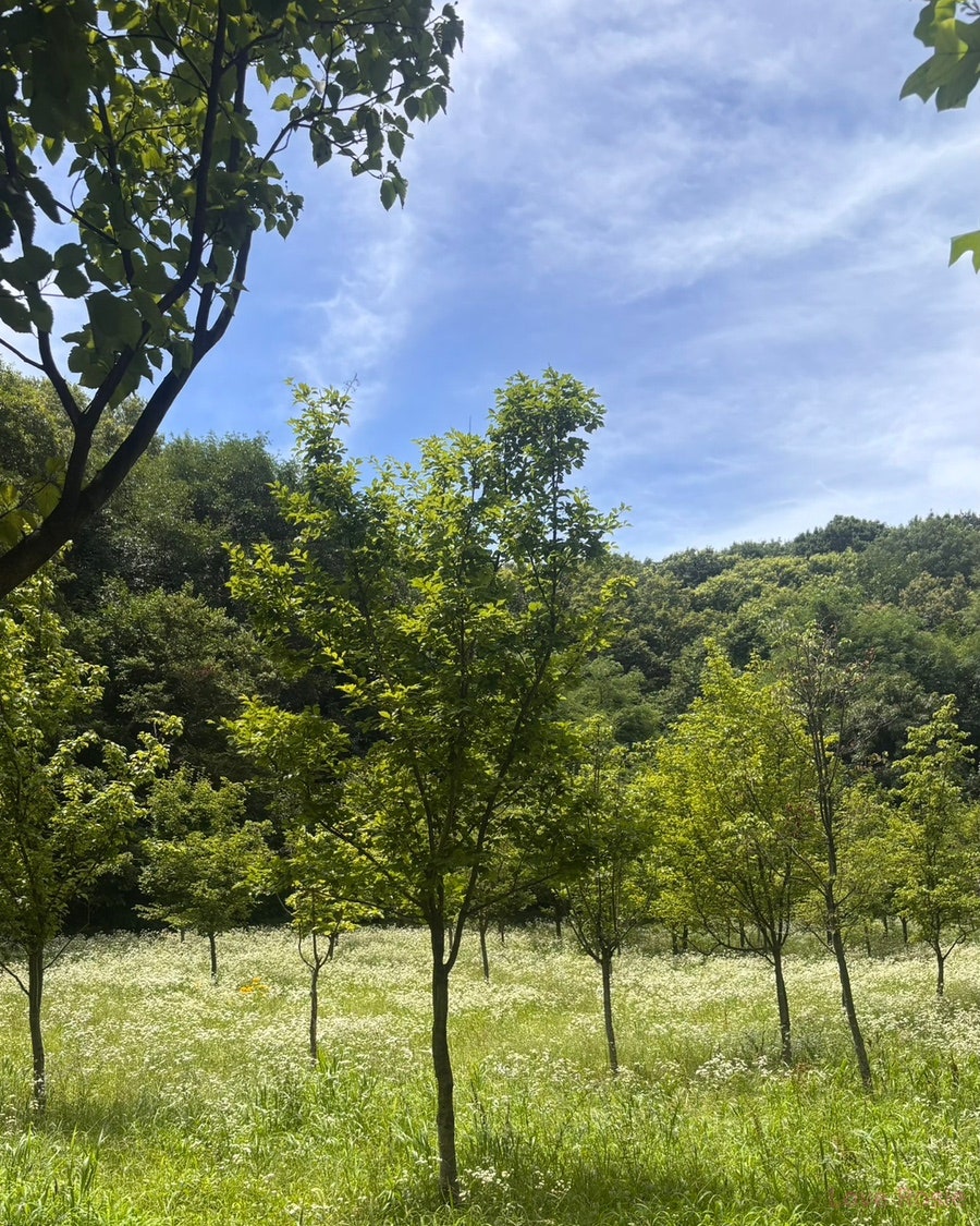 콩사랑 사진 1