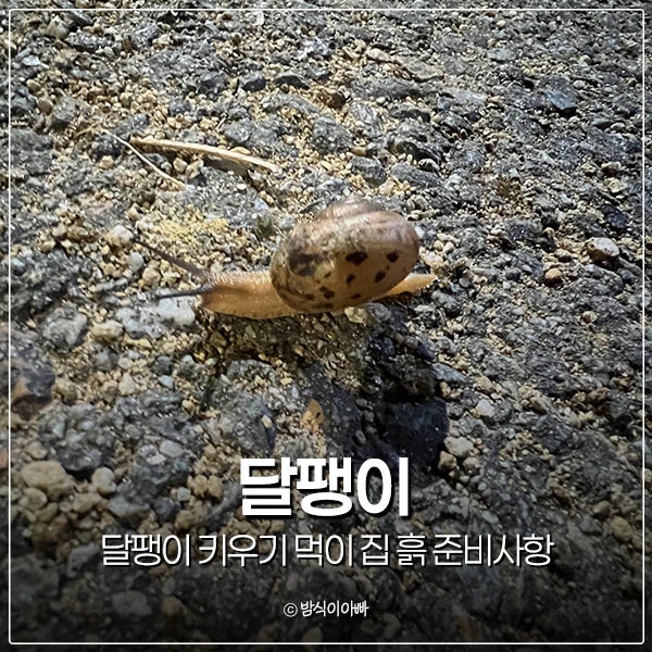 명주달팽이 발견하셨나요? 달팽이 키우기 먹이 집 흙 준비사항