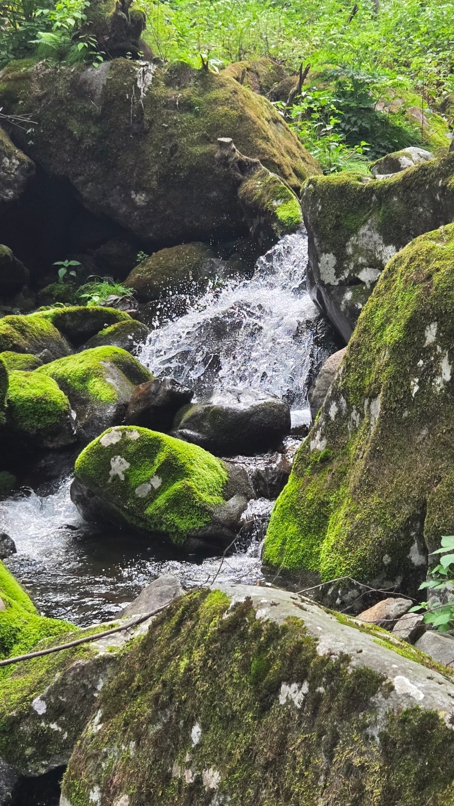소양댐산채바우 사진 6