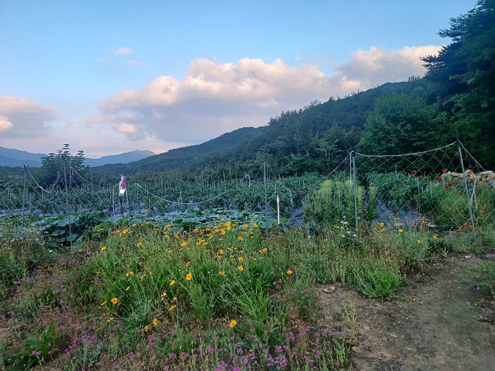 숲속의섬 사진 5