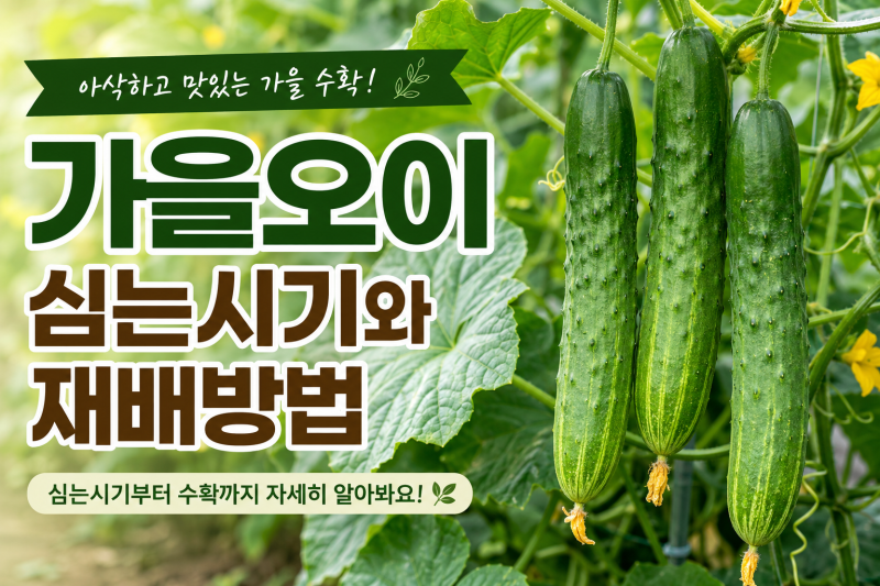 가을오이 심는시기와 재배방법 | 늦여름에 심어 가을까지 아삭하게 수확하는 비법