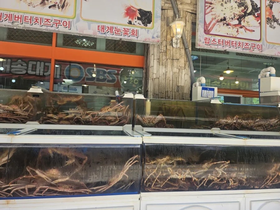 해송대게 사진 2
