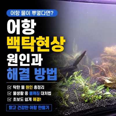 어항 백탁현상 물이 뿌옇게 흐릴 때 탁한 물 원인과 물생활 도중 물깨짐 대처 방법은?