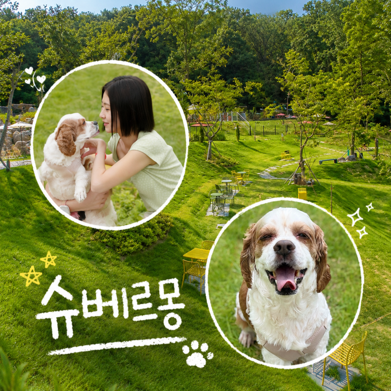 파주 대형 애견카페 4천평 천연잔디 대형 강아지 운동장 슈베르몽