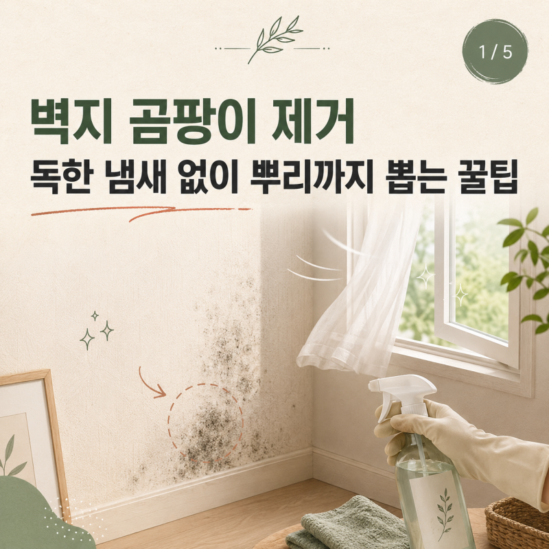 벽지 곰팡이 제거 독한 냄새 없이 뿌리까지 뽑는 꿀팁