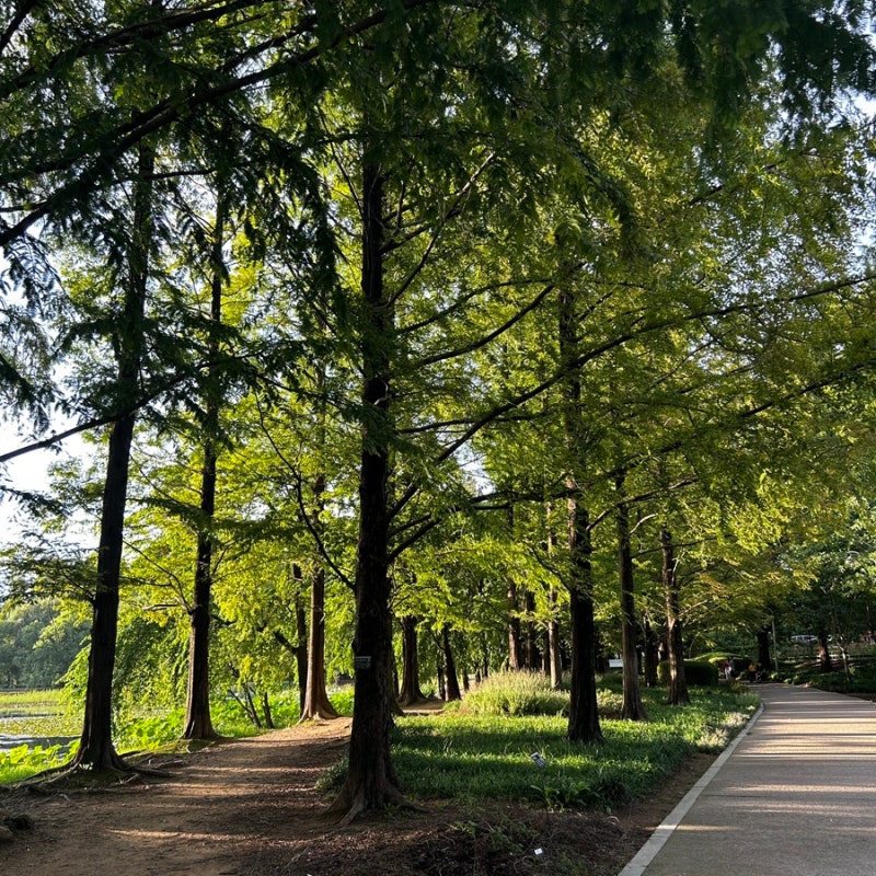 직접 다녀온 일산호수공원 산책 코스 │노래하는분수대 장미원 피크닉 놀이터 위치