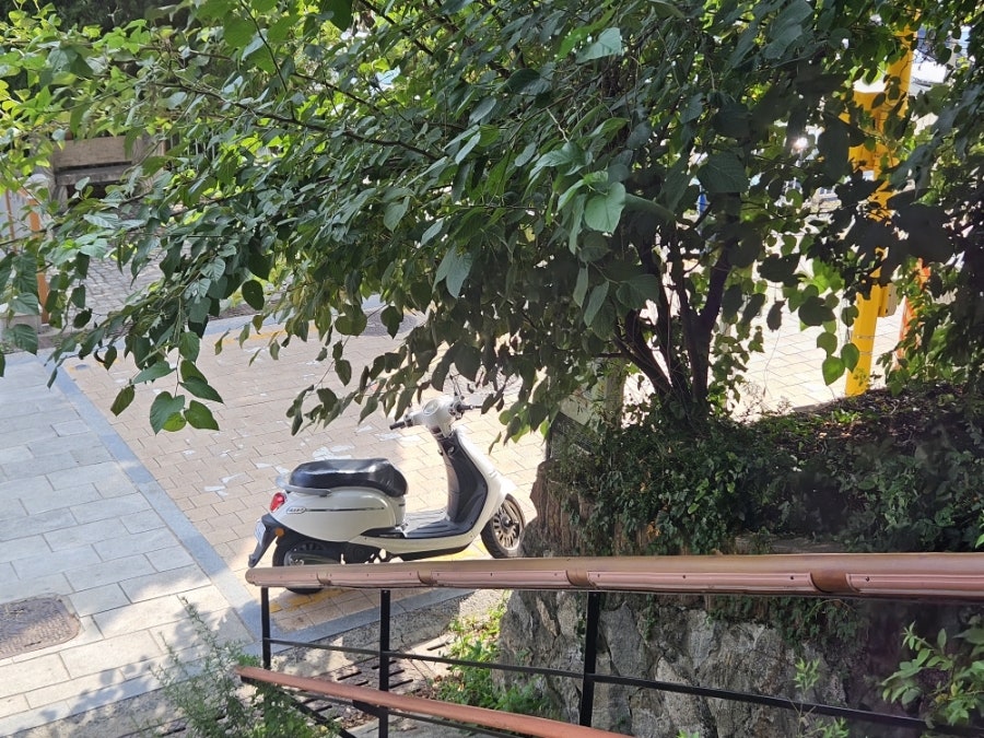 보눔 사진 1