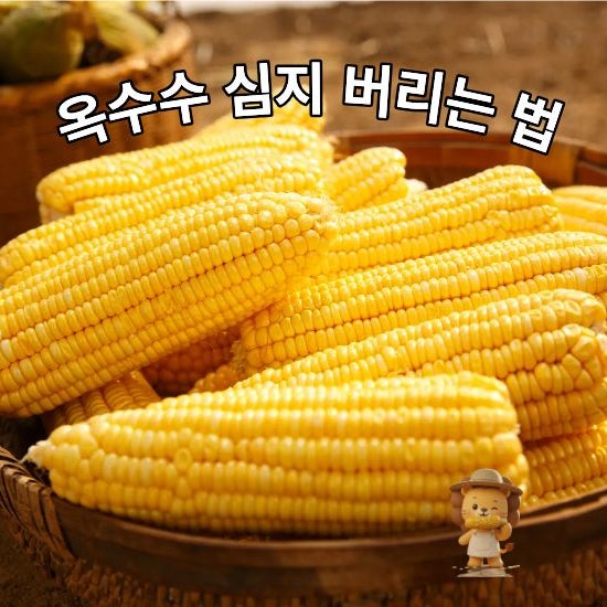 옥수수 심지 음쓰 일반쓰레기 헷갈리지 않는 배출 방법