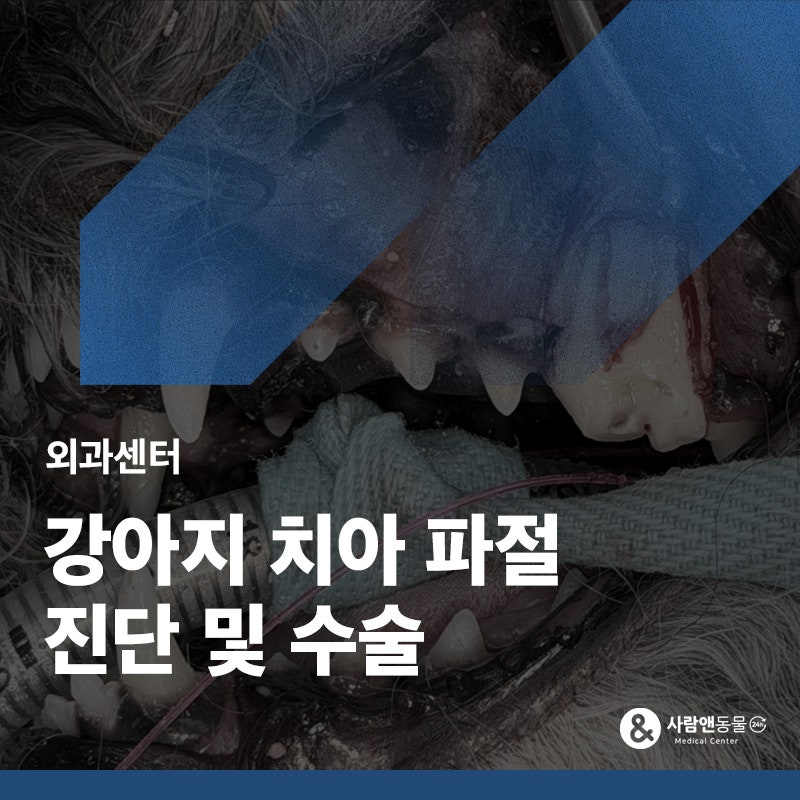강아지 어금니 깨짐, 치아 파절 시 수술적 발치가 필요한 경우는? 용인치과동물병원
