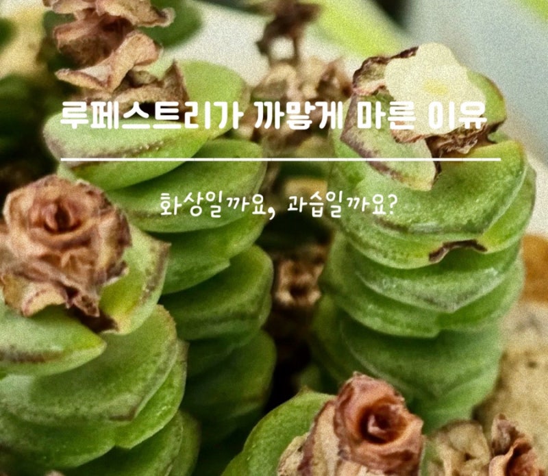 루페스트리 윗부분이 까맣게 변했다면? 화상일까요, 과습일까요?