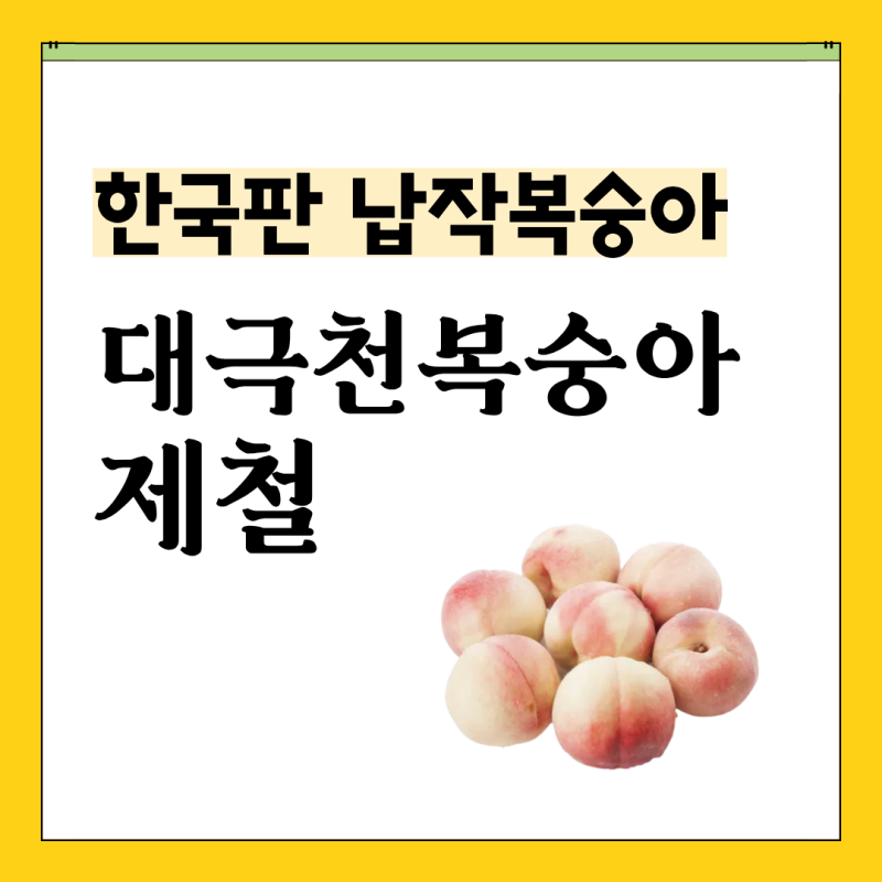 한국판 유럽 납작복숭아 대극천복숭아 뜻, 제철, 후숙 보관법 총정리