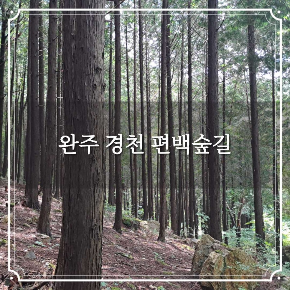 전북천리길 완주 편백숲길 사진 1