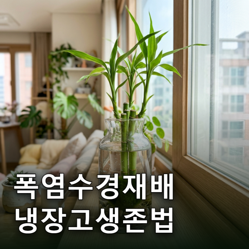 원룸 수경재배 폭염 주의보, 마리모 냉장고 대피 개운죽은 즉사