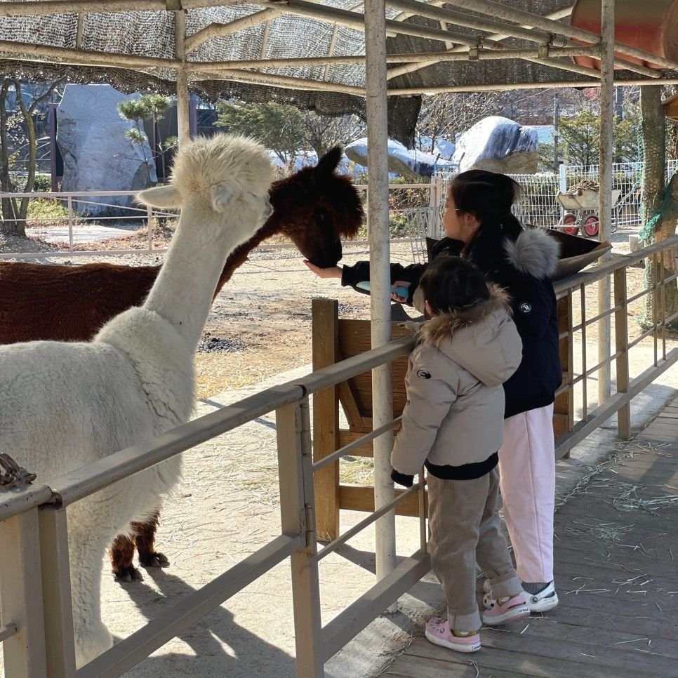 팜스프링 사진 6