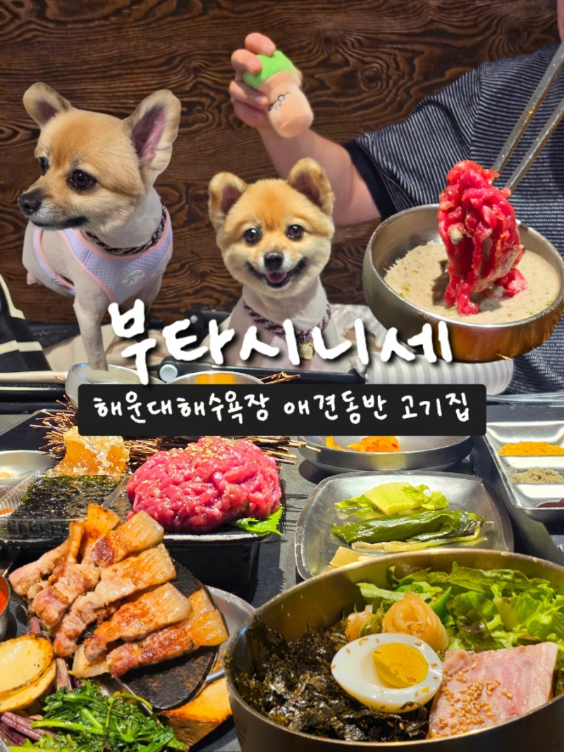 부산 해운대 애견동반식당 내돈내산 부타시니세 고기 맛집 후기