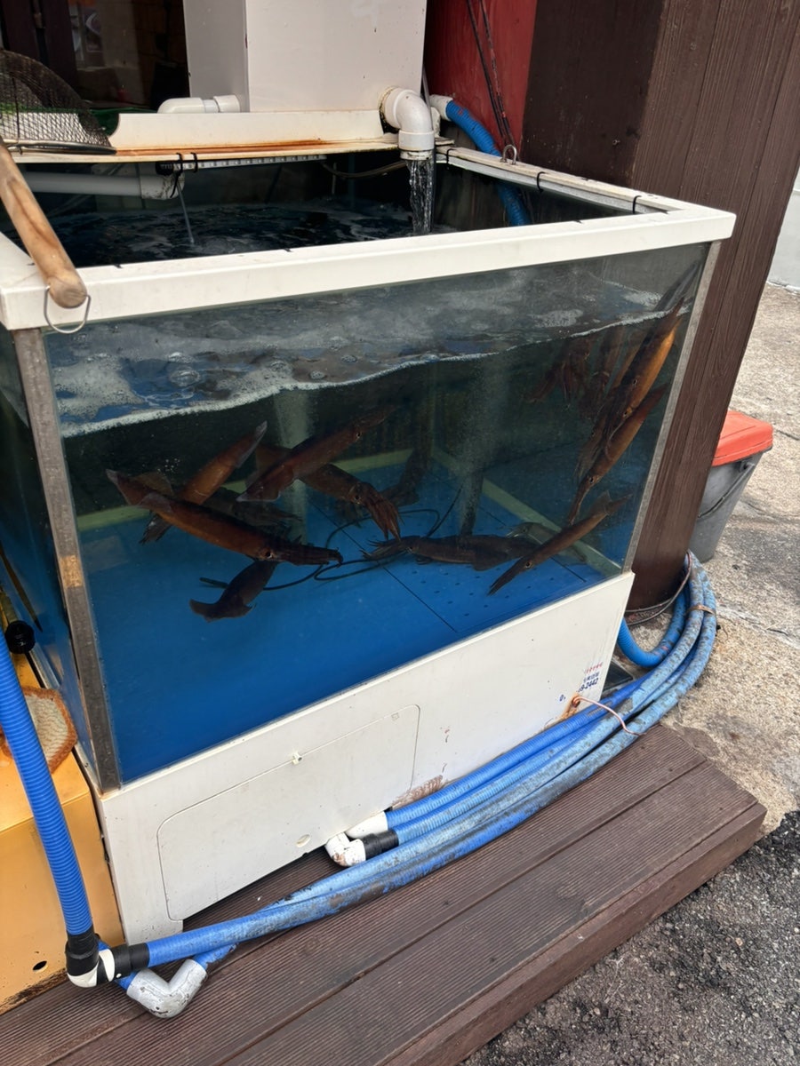 오징어데이 사진 1