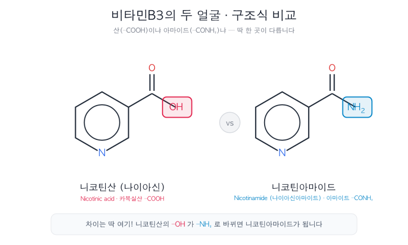 비타민B3, 나이아신과 니코틴아마이드, 뭐가 다른가요? 똑똑하게 구분하기!