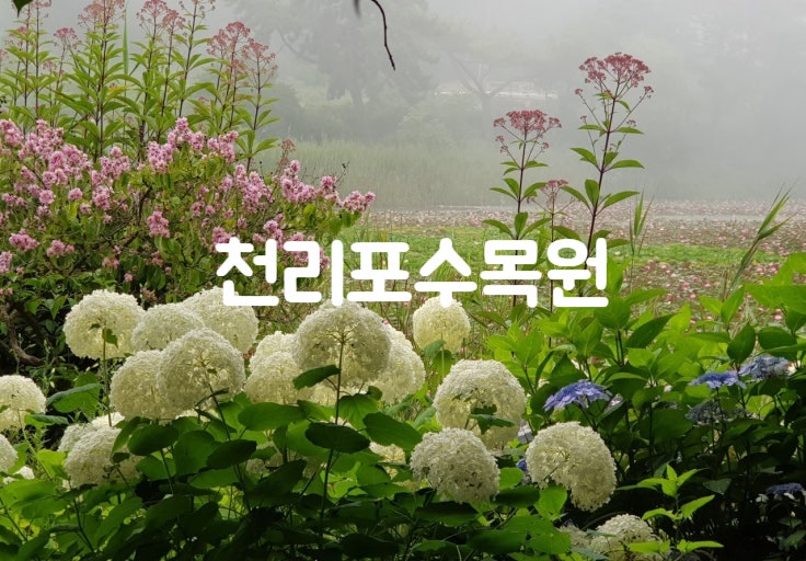 태안 천리포수목원 입장료 총정리 — 7월 수국·연꽃 절정 시기와 관람 포인트