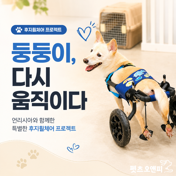 후지마비 강아지 휠체어 제작 후기｜둥둥이의 새로운 걸음