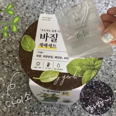 다이소바질키우기 바질재배방법 바질씨앗발아 물주기
