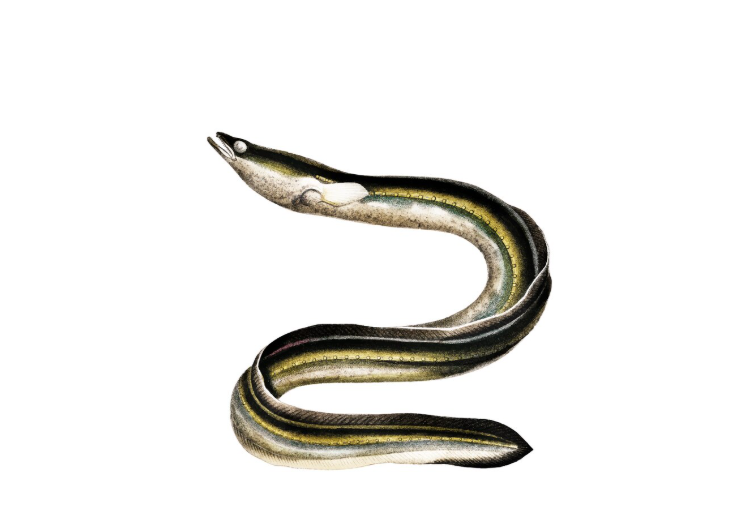 바다구이 사진 3
