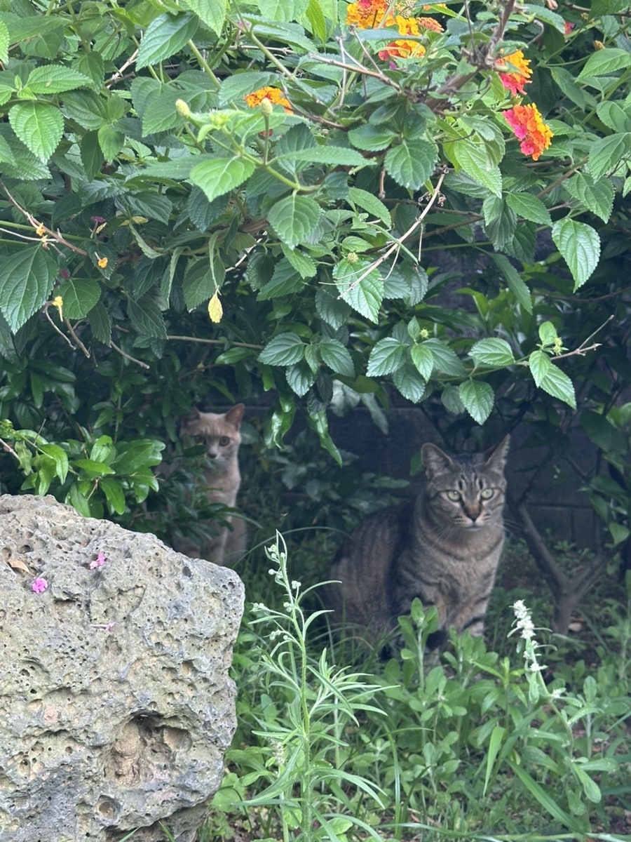 오리한마당 사진 4