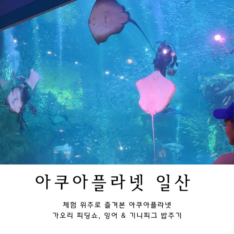 일산 아쿠아플라넷 체험 후기 가오리 먹이주기 관람 & 잉어, 기니피그 피딩 체험 (ft. 벌꿀오....