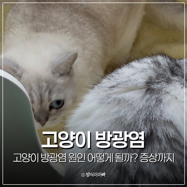 고양이 방광염 원인 어떻게 될까? 방광염 증상까지