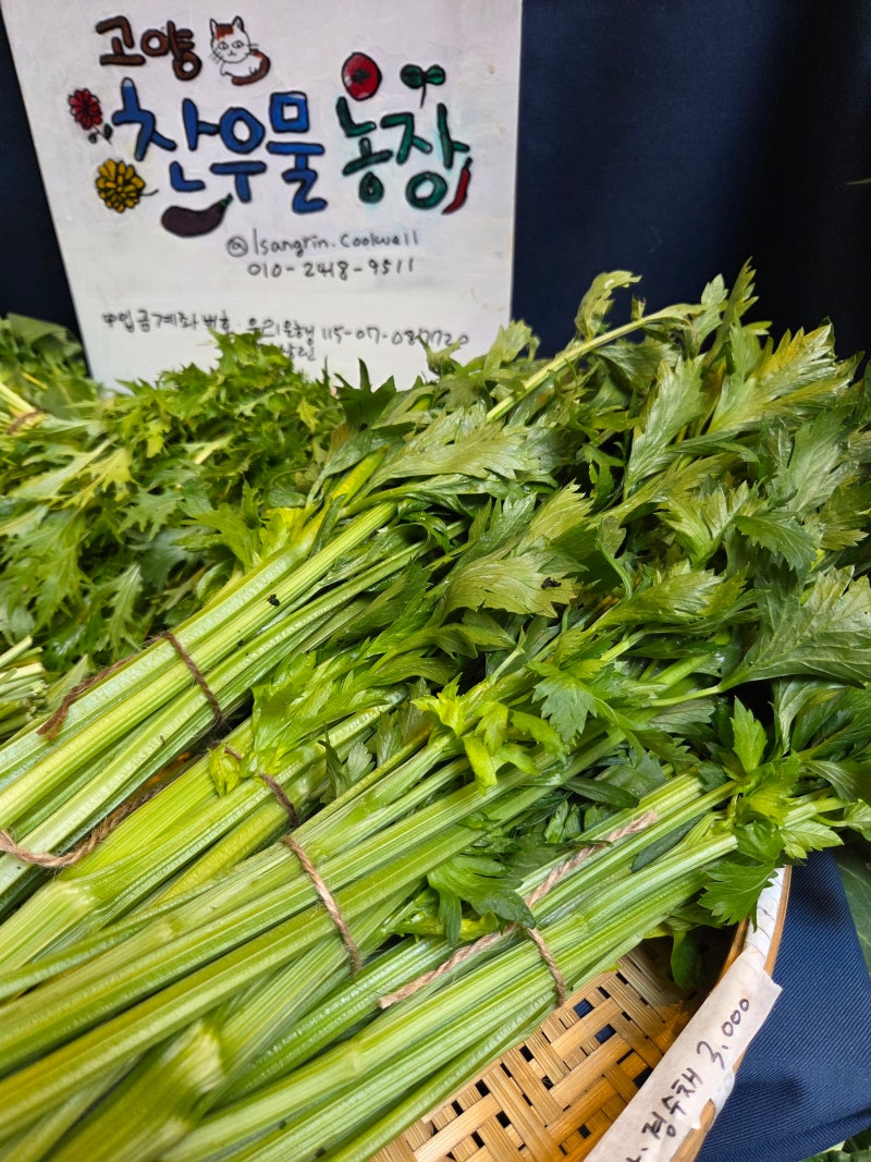 샐러리잎 맛있게 먹는법? 저칼로리 샐러리무침 다이어트 레시피