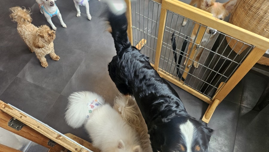 애견카페 펍 곰곰 사진 5