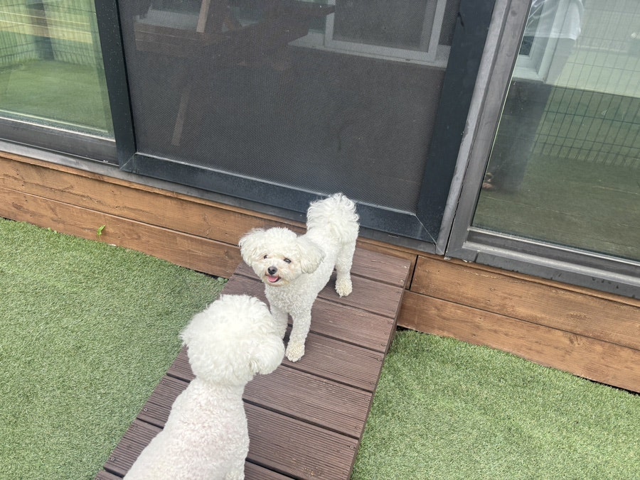 펫티움애견펜션 사진 4