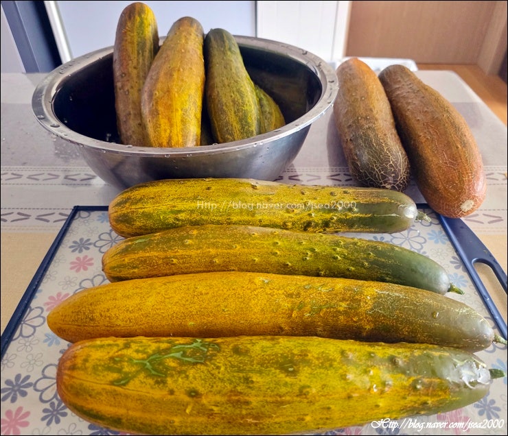 직접 재배한 노각으로 만든 꼬들꼬들 노각지... 1년 밑반찬 뚝딱 완성!!