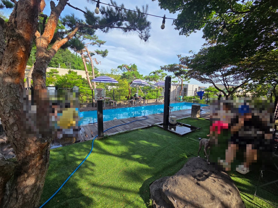 블랙피그 시흥 애견카페 사진 4