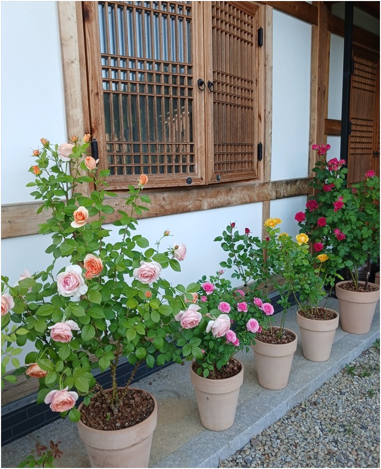 환화원 사진 5