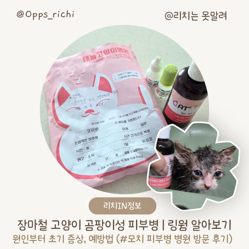 장마철 고양이 곰팡이성 피부병 | 링웜 피부사상균증 원인부터 초기 증상, 예방법 (#모치 피....