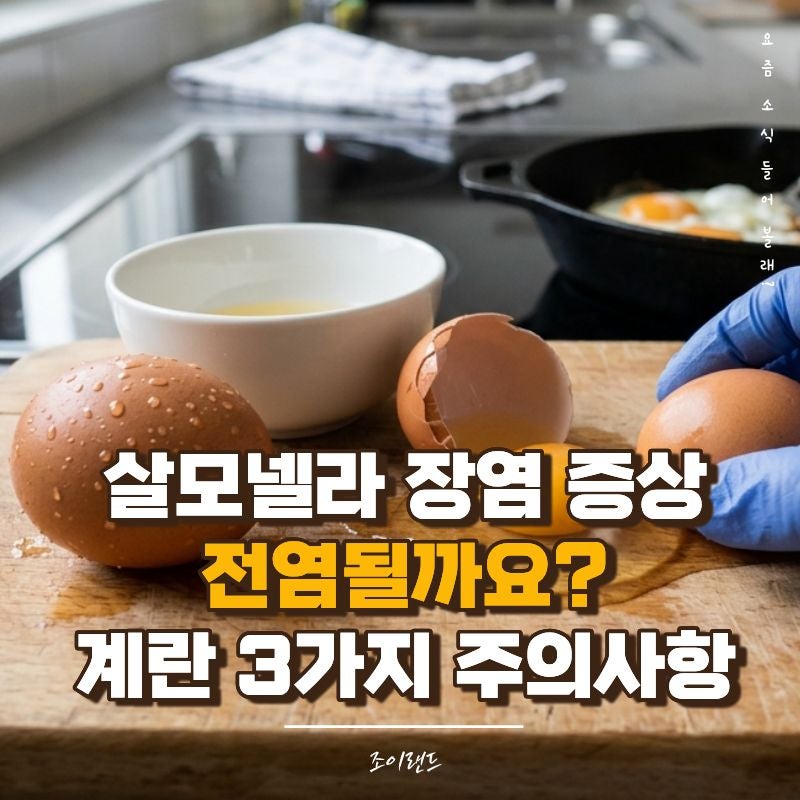살모넬라 장염 증상 및 전염성 계란 조심해야 하는 3가지 이유