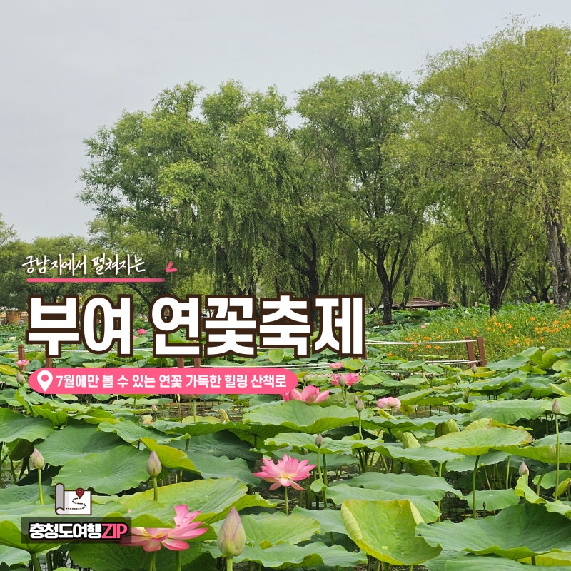 [Things to Do in Buyeo] Weekend Visit Review of Seodong Lotus Festival at Gungnamji