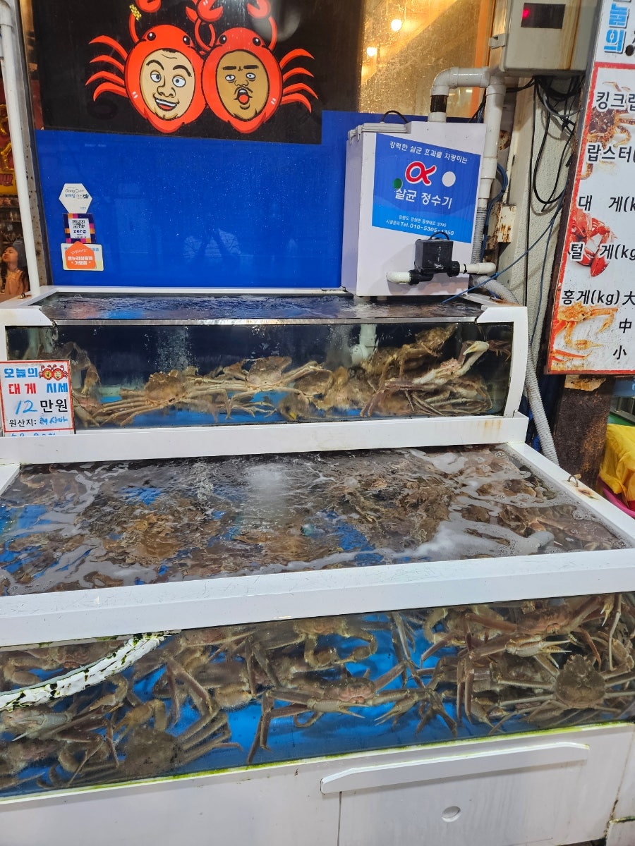 총각네대게 사진 3